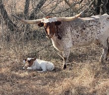 TLS GIDGET X JAMMIN TEX (B) TAG 501