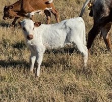 RJF CHA-CHING CLASSIC X REBEL HR TAG 539