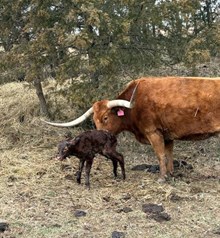 CINCO CINCA CB X JBR HIGH VOLTAGE TAG 603