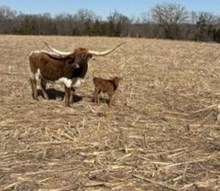 CHR LUCK BE A LADY X JBR HIGH VOLTAGE TAG 605