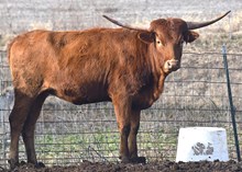 BAR R BUY YOU A RING 402