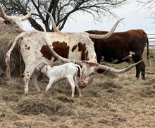 BAYOU CHARITY X JBR HIGH VOLTAGE 