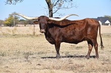 HUBBELLS RIO MISS H.C.R.