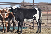 CHR I’m Your Huckleberry