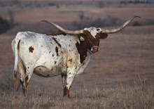 RJF MERCY ON ME Tag 046