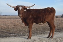 LB JAMMIN AWESOME GAL