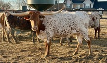 HR REBS ROSE 🇺🇸