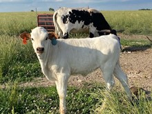 A&S Texas Blessings x JBR High Voltage