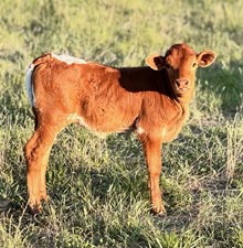 HR HEAD DESIGNER x JBR HIGH VOLTAGE HEIFER