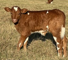 Hubbells Candy Cane x Jammin Tex