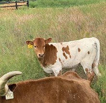 JBR VIDA X RJF ILLINI COWBOY (H) TAG 500