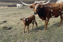 TLS REAL PAINTED LADY X JAMMIN TEX (H) TAG 500