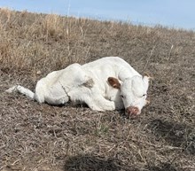 TCR ICEMAN X RJF JAMMIN TRIXIE  Tag 507 (b)