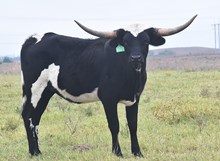 CHR I’m Your Huckleberry