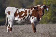 RHF SHARP  KELLY GIRL X JAMMIN TEX (H) TAG 1224